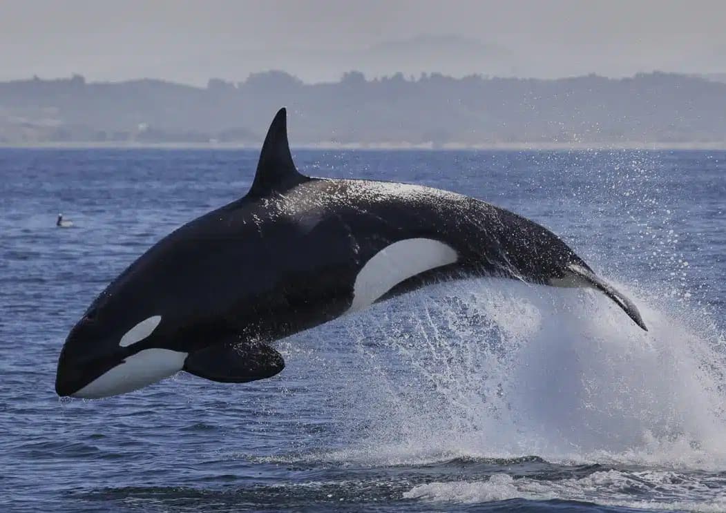 Un orca salterina
